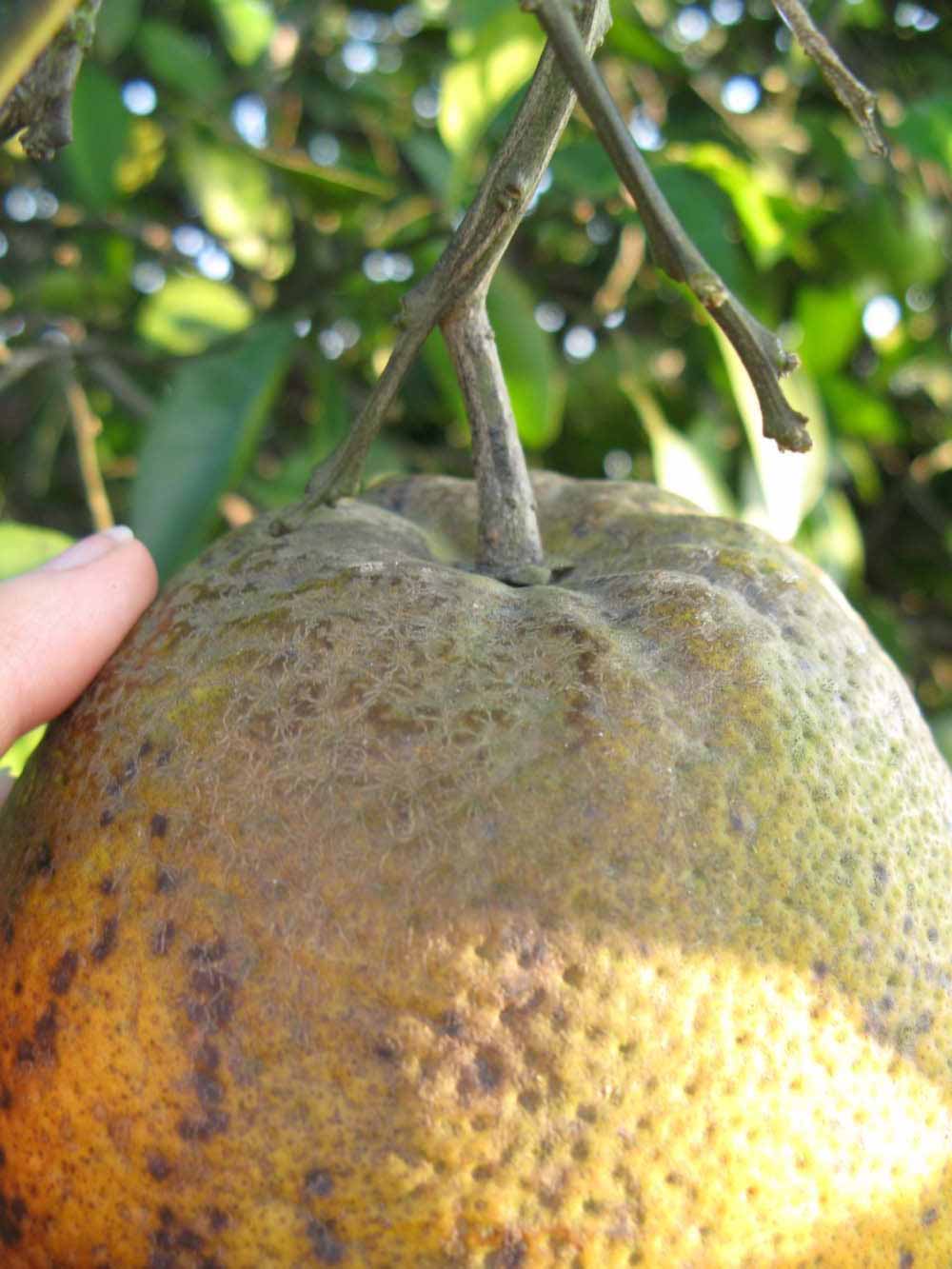              Fruit (Winter Haven, FL)   